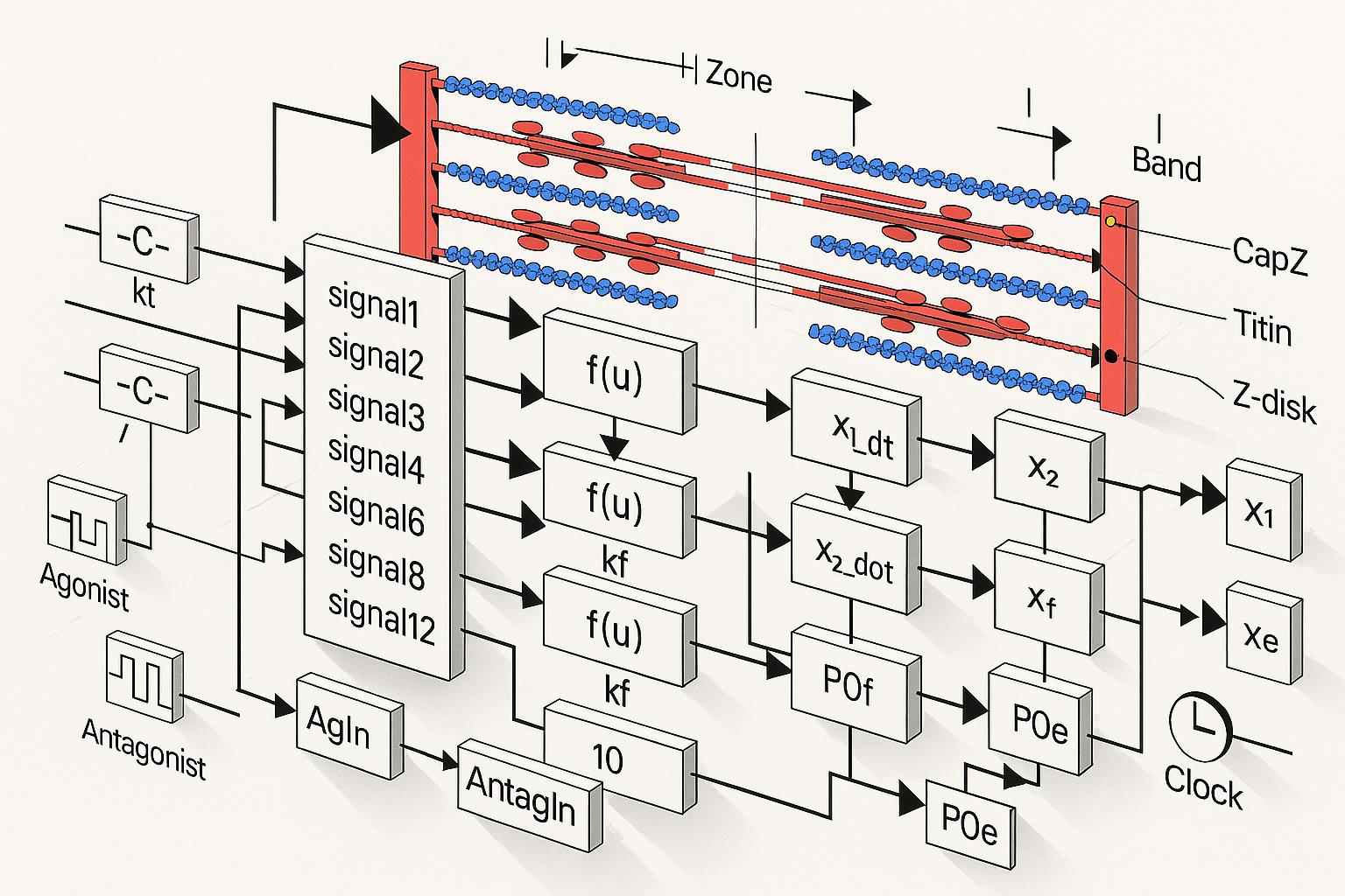 Hill Model Simulation and Functional Electrical Stimulation